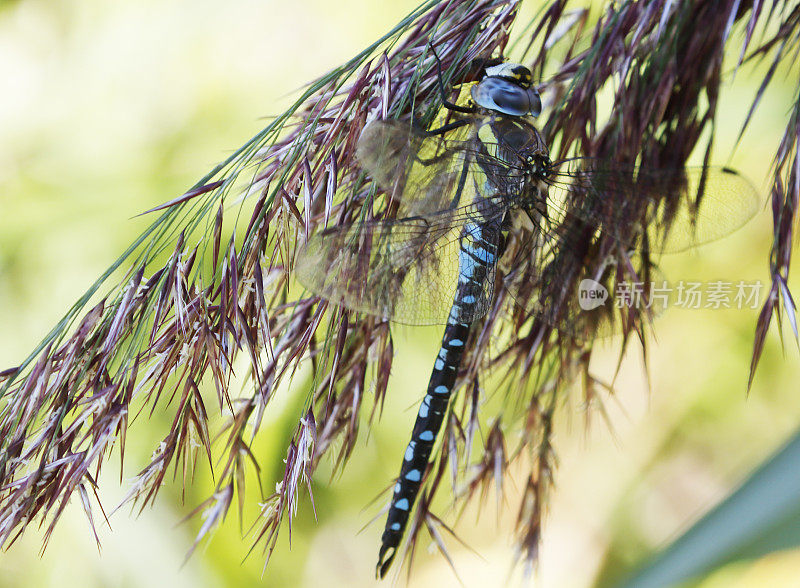 移徙小贩蜻蜓(Aeshna mixta)雄性